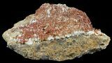 Plate Of Ruby Red Vanadinite Crystals on Barite - Morocco #61180-3